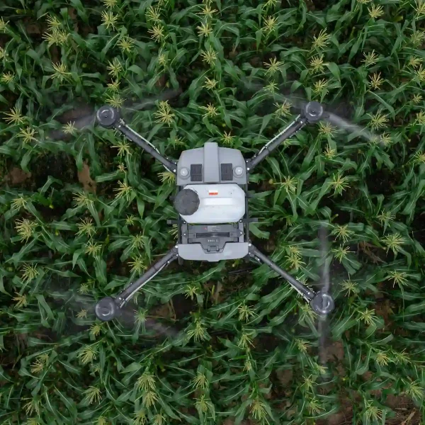 Vogelperspektive Landwirtschaftsdrohne DJI Agras T10 fliegt über Maisfeld