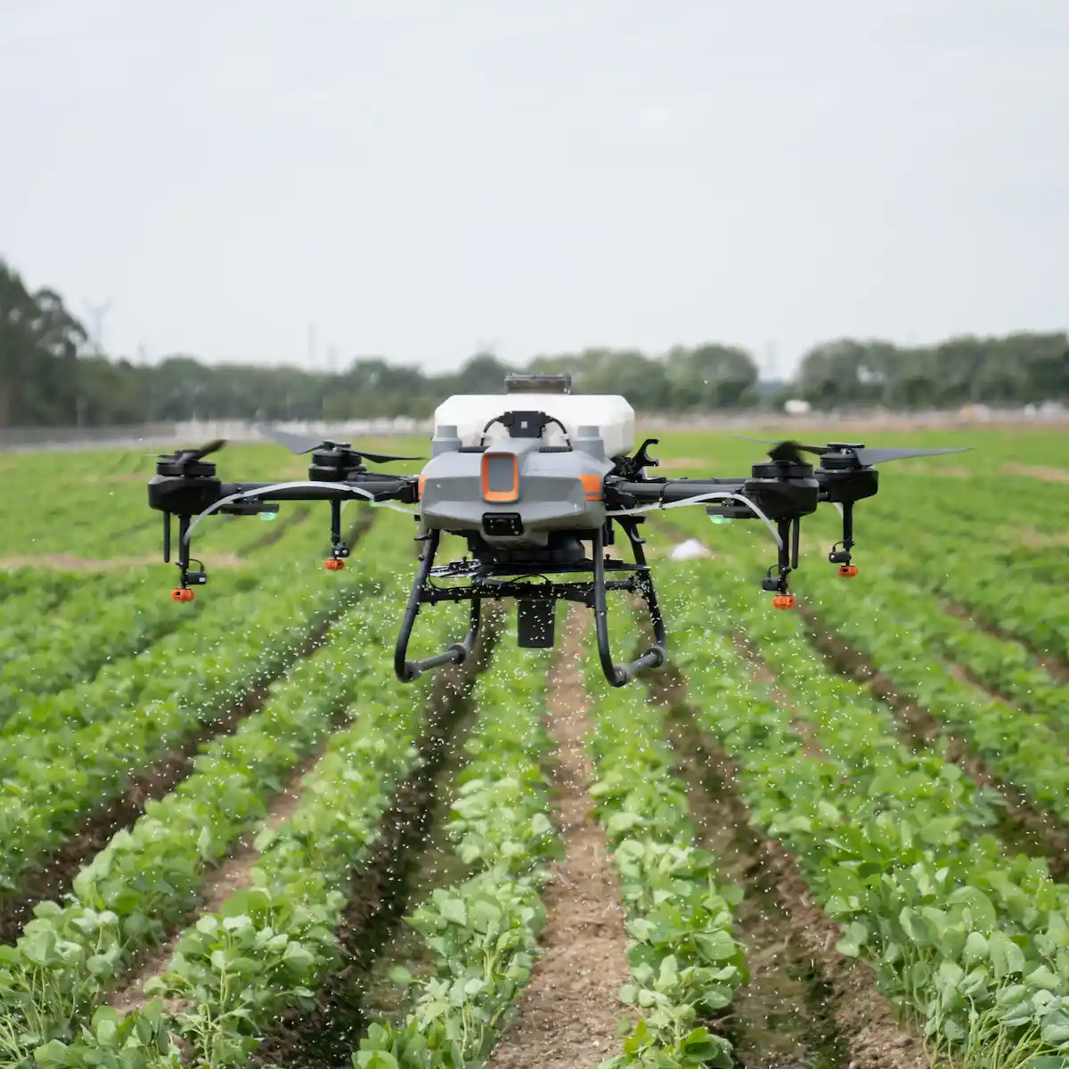 Landwirtschaftsdrohne DJI Agras T10 bringt Granulat auf Agrarfläche mit Jungpflanzen aus