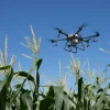 Ansicht aus dem Maisfeld auf die Landwirtschaftsdrohne DJI Agras T30