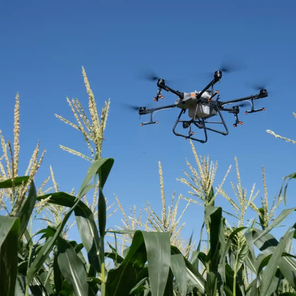 Ansicht aus dem Maisfeld auf die Landwirtschaftsdrohne DJI Agras T30