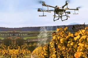 Agrardrohnen Dienstleistung: DJI Agras T30 fliegt über Weingarten im Herbst und sprüht Pflanzenschutzmittel