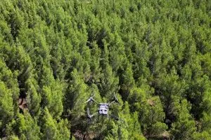 Pheromonausbringung mit der DJI Agras T10 über Wald Versuchsfläche