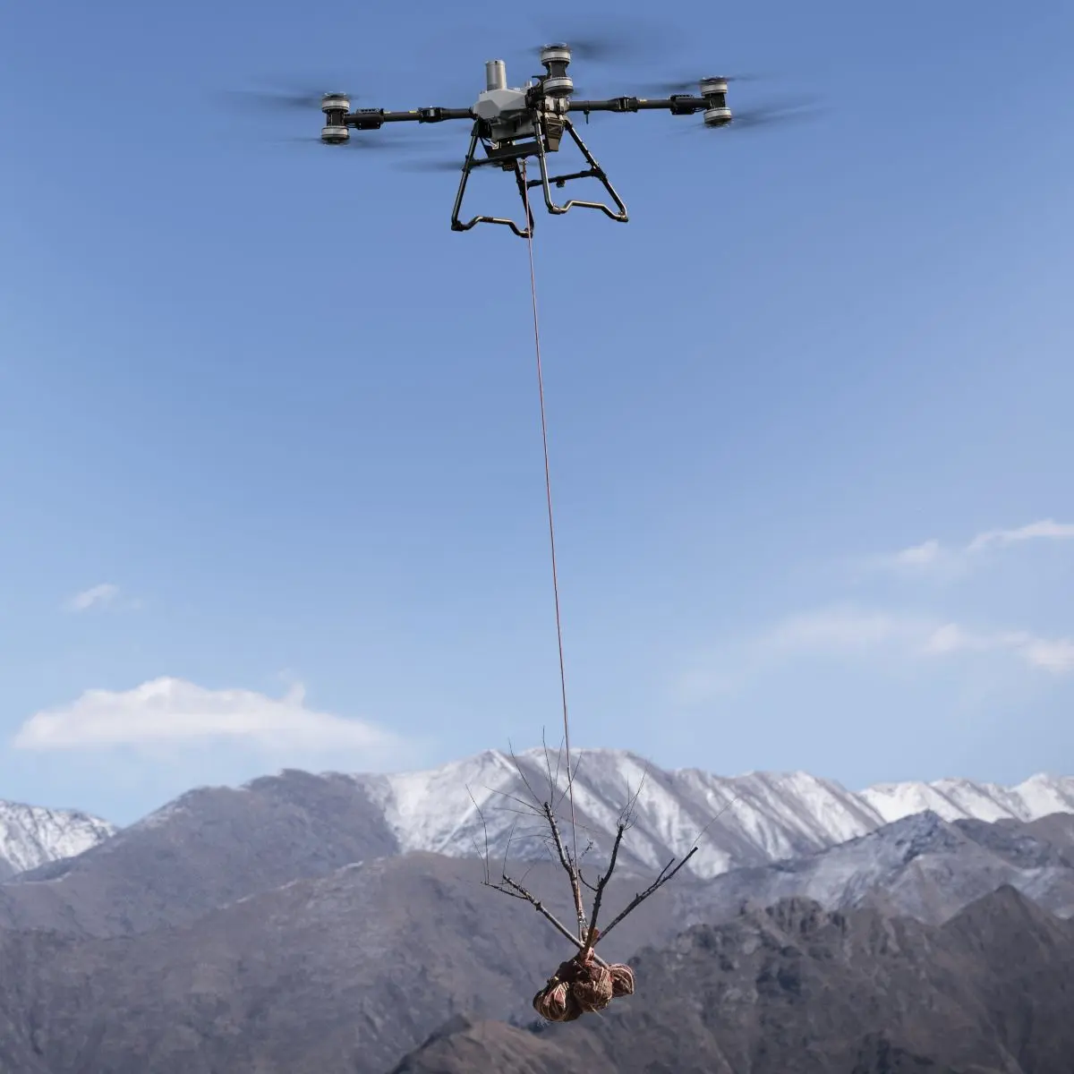 Transportdrohne DJI Agras T100 im Flug transportiert Jungbaum